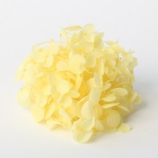 로맨틱노벰버 수국 프리저브드 플라워, 옐로우 홈인테리어/드라이플라워 반품 최저가 3,830원