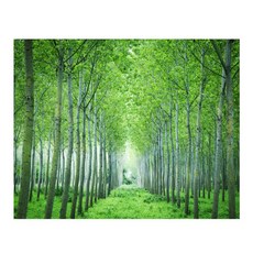 렉스데코 숲속길 벽지, 혼합색상 홈인테리어/셀프인테리어 반품 최저가 69,510원