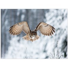 지인데코 반하지오 DIY 명화그리기 세트, 비상, 1개 문구/오피스/미술/화방용품 반품 최저가 4,360원