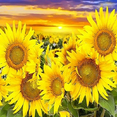 피포페인팅 DIY 명화그리기 40 x 50 cm Q3263, 해바라기 꽃밭, 1개 문구/오피스/미술/화방용품 반품 최저가 15,020원