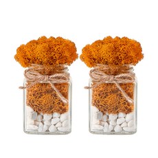 알레 실내 공기정화식물 스칸디아모스 사각유리병 2p 세트 어텀, 1세트 홈인테리어/식물/나무 반품 최저가 6,150원