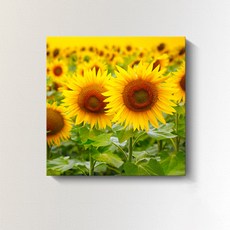 므뮤 돈들어오는 돈벼락 재물가득 해바라기 캔버스 그림 인테리어 액자, 8번 홈인테리어/홈데코/디퓨저 반품 최저가 12,700원