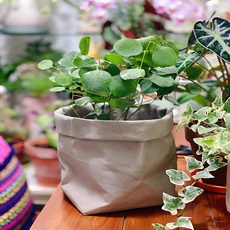 벨르 심플 노르딕 워싱 크라프트지 중형 화분 낱개, 그레이 완구/취미/수집품 반품 최저가 3,100원