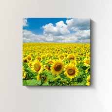 모던지 좋은일만 생길것같은 해바라기 그림액자 14 YJ089 완구/취미/수집품 반품 최저가 12,960원