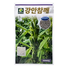 다농 강안참깨 코팅종자 3000p, 1개 홈인테리어/원예/가드닝 반품 최저가 14,870원