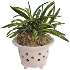 나라아트 황토 풍란 옹기 화분, 랜덤 발송, 1개 홈인테리어/원예/가드닝 반품 최저가 9,760원