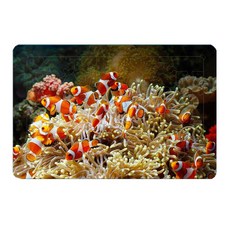 퍼즐갤러리 아띠 퍼즐 치매예방에 좋은 목재 판퍼즐 흰동가리 가족, 1개, 40피스 완구/취미/퍼즐/큐브/피젯토이 반품 최저가 3,770원