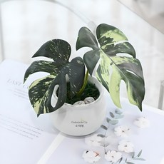 도시정원 몬스테라 알보 소품 조화, 혼합색상, 1개 홈인테리어/홈데코/디퓨저 반품 최저가 10,690원