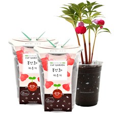 컵가든 텃밭가꾸기세트, 봉선화 홈인테리어/원예/가드닝 반품 최저가 5,130원