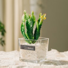 아스파시아 그린테라피 선인장 아로마 스톤 디퓨저 오일, 우아한 작약, 100ml, 1개 생활용품/탈취/방향/살충 반품 최저가 15,870원