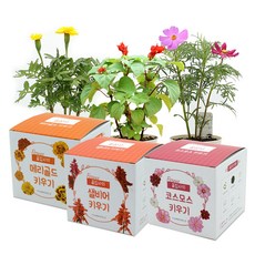 틔움세상 꽃집사 텃밭 3종 세트, 메리골드, 샐비어, 코스모스 홈인테리어/원예/가드닝 반품 최저가 7,960원