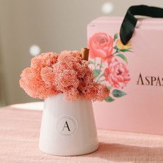 아스파시아 무지개 굴뚝 스칸디아모스 화분 + 메세지카드 핑크 사랑해요, 1세트 홈인테리어/식물/나무 반품 최저가 6,290원