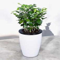 도매토피아 그린러브 자동급수 화분, 1개, 혼합색상 홈인테리어/식물/나무 반품 최저가 4,740원