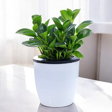 도매토피아 그린러브 자동급수 화분, 1개, 혼합색상 홈인테리어/식물/나무 반품 최저가 9,430원