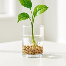 앙플랜트 깨지지 않는 아크릴 대형 화병, 투명 홈인테리어/홈데코/디퓨저 반품 최저가 8,330원