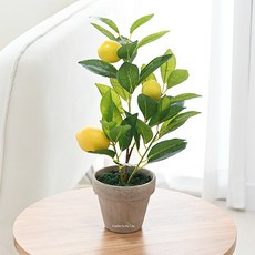 도시정원 조화 레몬 화분, 랜덤 발송, 1개 홈인테리어/홈데코/디퓨저 반품 최저가 12,370원