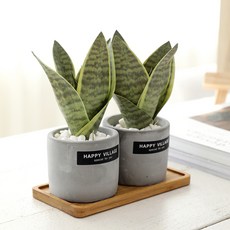 행복한마을 조화 산세베리아 트윈 세트, 혼합색상, 1세트 홈인테리어/원예/가드닝 반품 최저가 13,690원