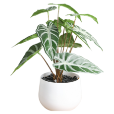 힘룸 인테리어효과 화병 스타일46, 혼합색상 완구/취미/수집품 반품 최저가 12,870원