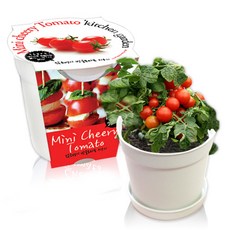 컬러키친가든 텃밭가꾸기세트 화이트, 앉은뱅이방울토마토 홈인테리어/원예/가드닝 반품 최저가 5,190원