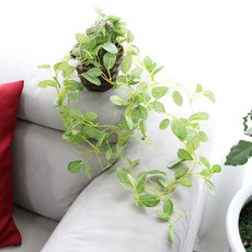 조아트 조화 행잉 바구니넝쿨, 휘토니아, 1개 홈인테리어/홈데코/디퓨저 반품 최저가 8,000원