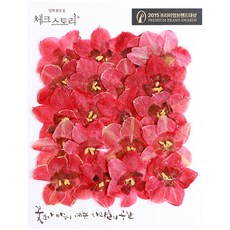 체크스토리 압화꽃송이 수선화, 레드 홈인테리어/드라이플라워 반품 최저가 2,830원