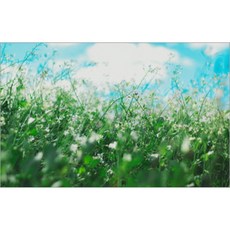 UVDS 아트보드 꽃밭, 1개 주방용품/주방잡화 반품 최저가 18,770원