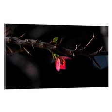 UVDS 주방아트보드 역경을 해쳐나온 꽃, 1개 주방용품/주방잡화 반품 최저가 52,300원