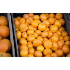 유브이디에스 주방아트보드 탄저린귤, 1개 주방용품/주방잡화 반품 최저가 72,420원