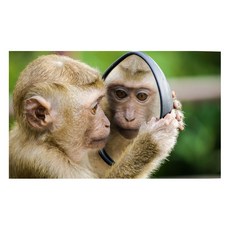 유브이디에스 아트보드 주방시트지 거울을 보는 원숭이, 1개 주방용품/주방잡화 반품 최저가 26,070원