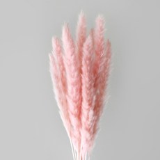 블루밍앤미 팜파스 프리저브드 한묶음 60cm, 핑크 홈인테리어/원예/가드닝 반품 최저가 7,110원