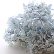 리버그린 수국 드라이플라워, 스카이블루 홈인테리어/드라이플라워 반품 최저가 4,300원