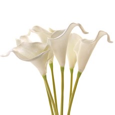 조화 카라꽃 가지, 순수화이트, 6개 홈인테리어/홈데코/디퓨저 반품 최저가 6,310원