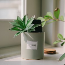 아스파시아 자연이 주는 공기 숯화분 그린, 1개 홈인테리어/원예/가드닝 반품 최저가 5,710원