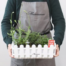 모리앤 울타리 화분, 혼합색상, 3개 홈인테리어/원예/가드닝 반품 최저가 15,900원