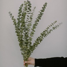 가팡 드라이플라워 03번, 그린 홈인테리어/드라이플라워 반품 최저가 15,170원