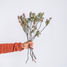 가팡 유칼립투스 드라이플라워 DRYB121, 그린(03번) 홈인테리어/드라이플라워 반품 최저가 22,030원