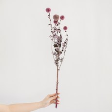 가팡 드라이플라워 DRYB217, 05번 퍼플 홈인테리어/드라이플라워 반품 최저가 9,670원