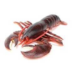 사파리엘티디 피규어 281629 메인랍스터 Maine Lobster, 1개 완구/취미/피규어/다이캐스트 반품 최저가 12,150원