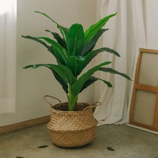 아스파시아 와네키 드라세나 조화나무 + 해초바구니, 혼합 색상, 1세트 홈인테리어/홈데코/디퓨저 반품 최저가 36,170원