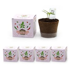 틔움 팜팜농장 고추 모종 키우기 5p, 10 x 10 x 9 cm, 5개 식품/채소 반품 최저가 5,520원