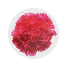 피크닉앤패키지 5월가정의달 카네이션 투명원형 스티커 120p, 혼합색상, 1개 문구/오피스/데코/포장용품 반품 최저가 5,260원