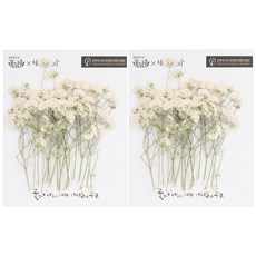 체크스토리 안개꽃 줄기 압화 특대 40p, 화이트 홈인테리어/캔들/캔들홀더 반품 최저가 3,940원