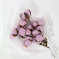 하니팜 프리저브드 보존화 목화 10송이, 보라 홈인테리어/드라이플라워 반품 최저가 3,700원