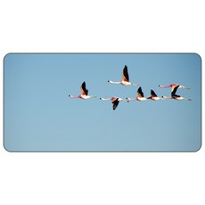나노씨엔티 게이밍 디자인 데스크매트 철새들 120 x 60 cm N0179, 혼합 색상, 1개 가전디지털/게임 반품 최저가 9,960원