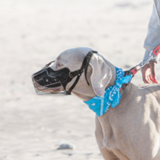 웁스 대형 반려견 가죽스텐 입마개 S, 블랙, 1개 반려동물용품/펫티켓 산책용품 반품 최저가 7,290원