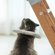 오도넛 반려동물 생활방수 넥카라, 1개 반려동물용품/강아지 용품 반품 최저가 24,030원