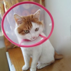 블럭마트 반려동물 넥카라 깔대기 핑크 20~26 cm, 1개 반려동물용품/강아지 용품 반품 최저가 7,990원