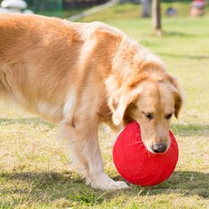 제제펫 원반 장난감 S Y405PDTT026, 레드, 1개 반려동물용품/강아지 용품 반품 최저가 5,850원