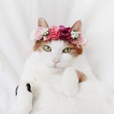 고양이 강아지 큐티핑크 화관 기타 액세서리, 핑크 + 보라, 1개 반려동물용품/고양이 용품 반품 최저가 9,470원