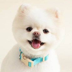 힛찌 강아지 초경량 부드러운 목줄, 터키쉬블루, 1개 반려동물용품/펫티켓 산책용품 반품 최저가 10,200원
